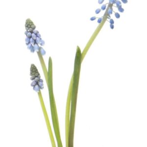 Floral frog - rectangular